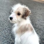 Talma-female-Odis-puppy-for-sale-3