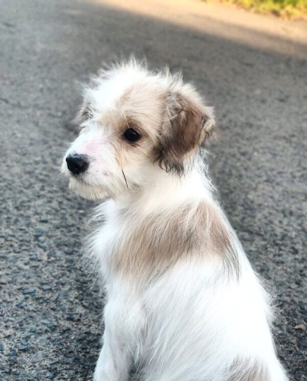 Talma Odis Talma Odis