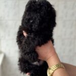 Tamira-female-Poodle-puppy-for-sale-1