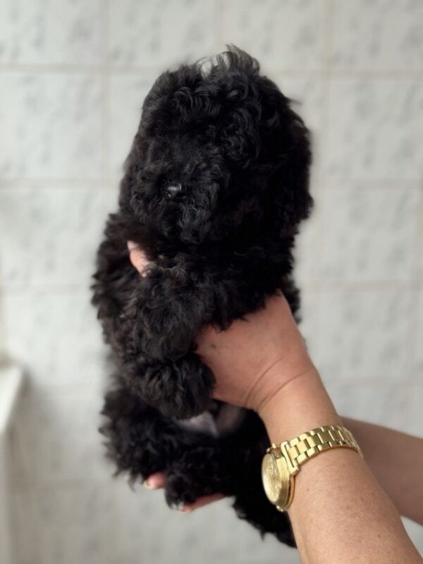 Tamira Toy Poodle Tamira Toy Poodle