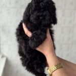 Tamira-female-Poodle-puppy-for-sale-2