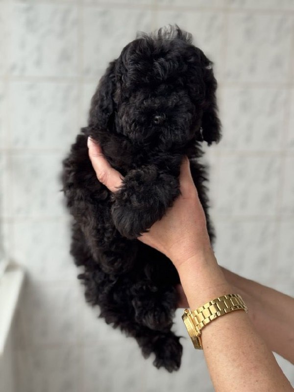 Tamira Toy Poodle Tamira Toy Poodle