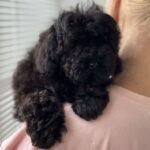Tamira-female-Poodle-puppy-for-sale-3