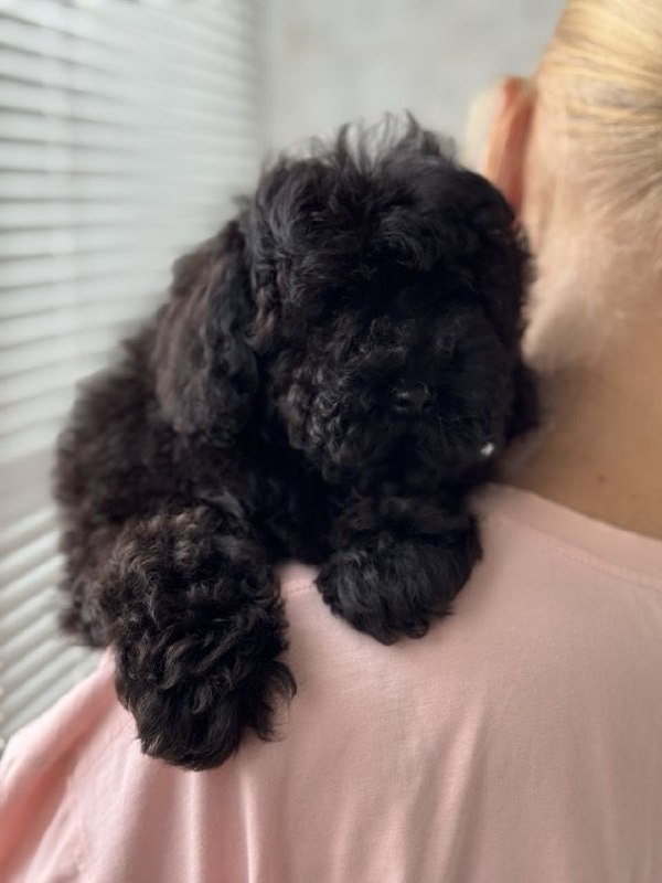 Tamira Toy Poodle Tamira Toy Poodle