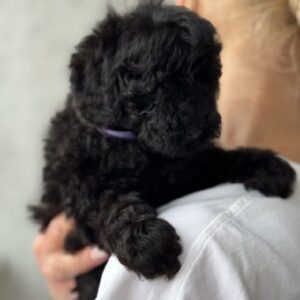 Tarissa Toy Poodle Tarissa Toy Poodle