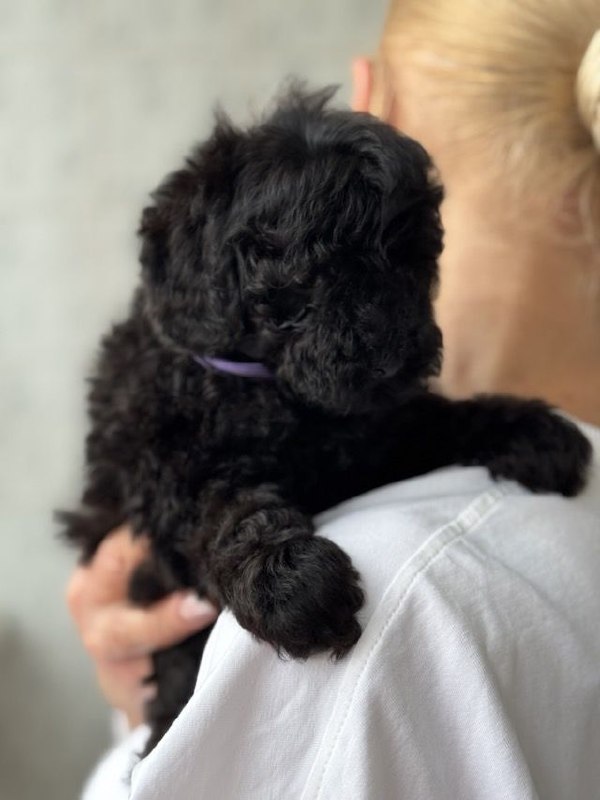 Tarissa Toy Poodle Tarissa Toy Poodle