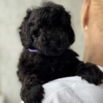 Tarissa-female-Poodle-puppy-for-sale-2