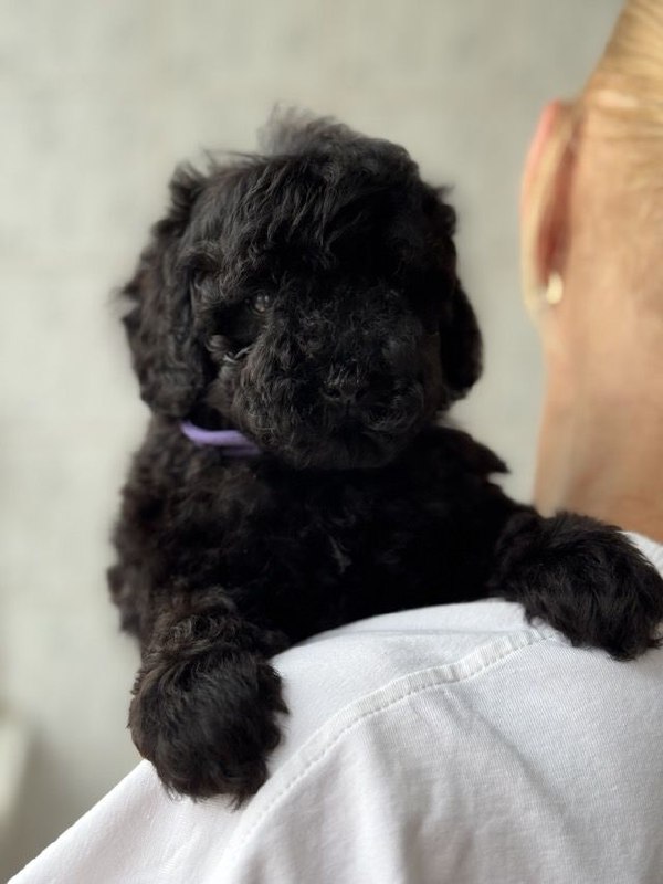 Tarissa Toy Poodle Tarissa Toy Poodle