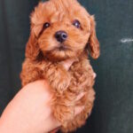Tasha-female-toy-poodle-puppy-for-sale-1 (1)