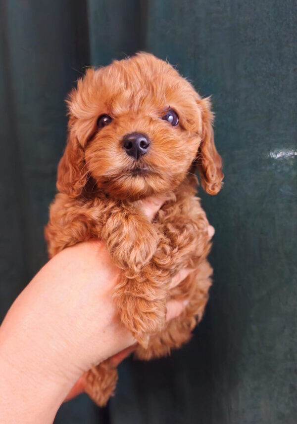 Tasha Toy Poodle
