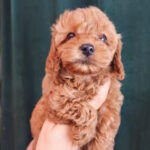Chico Toy Poodle