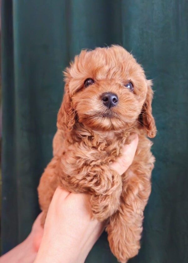 Tasha Toy Poodle