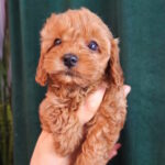 Tasha-female-toy-poodle-puppy-for-sale-1 (3)