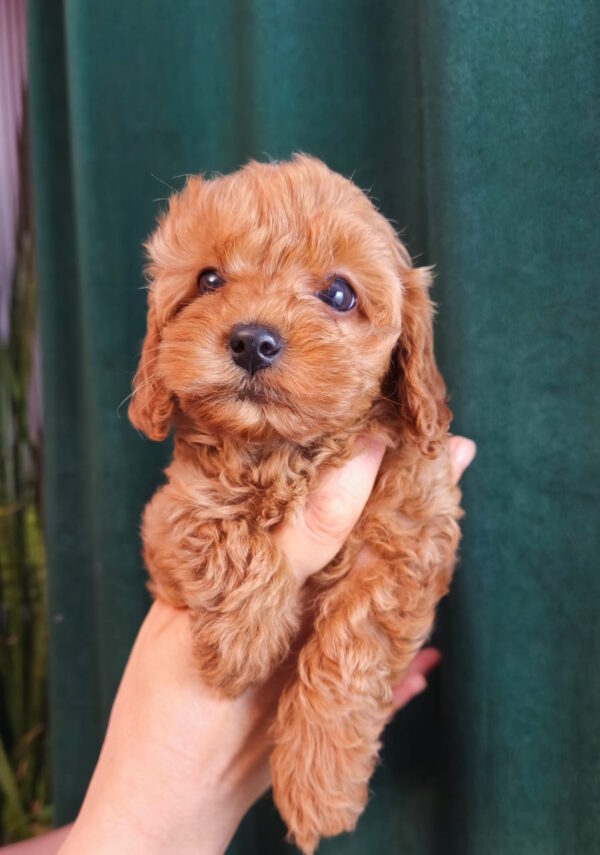 Tasha Toy Poodle