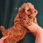 Tasha-female-toy-poodle-puppy-for-sale-1 (4)
