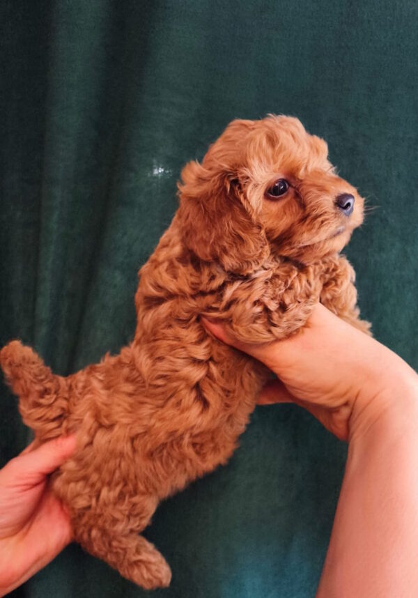 Tasha Toy Poodle