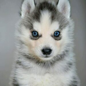 Taures Siberian Husky Taures Siberian Husky