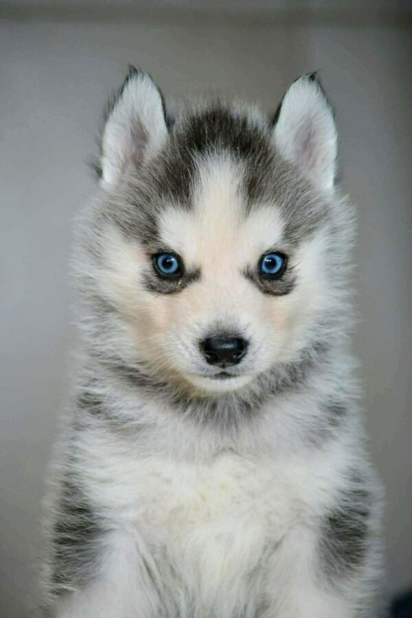 Taures Siberian Husky Taures Siberian Husky