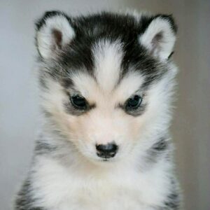 Tayra Siberian Husky