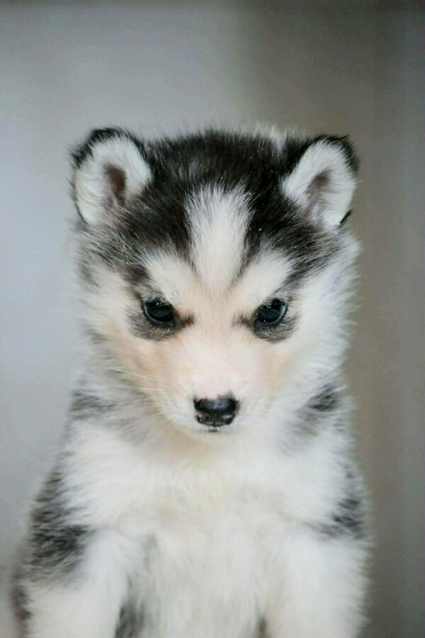 Tayra Siberian Husky Tayra Siberian Husky