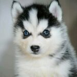 Biscuit Siberian Husky