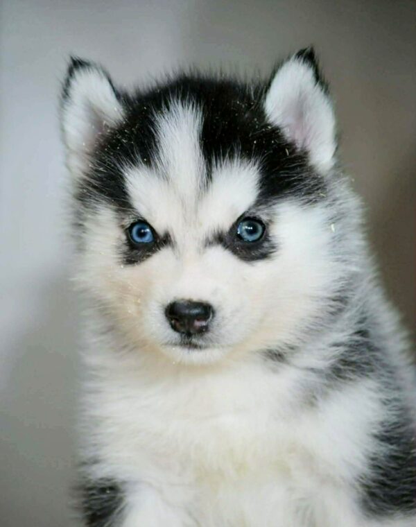 Tilda Siberian Husky Tilda Siberian Husky