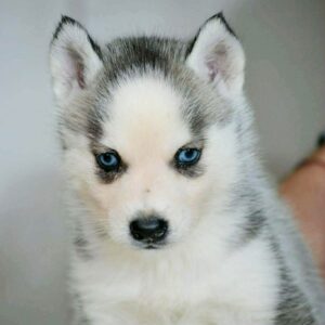 Torra Siberian Husky Torra Siberian Husky