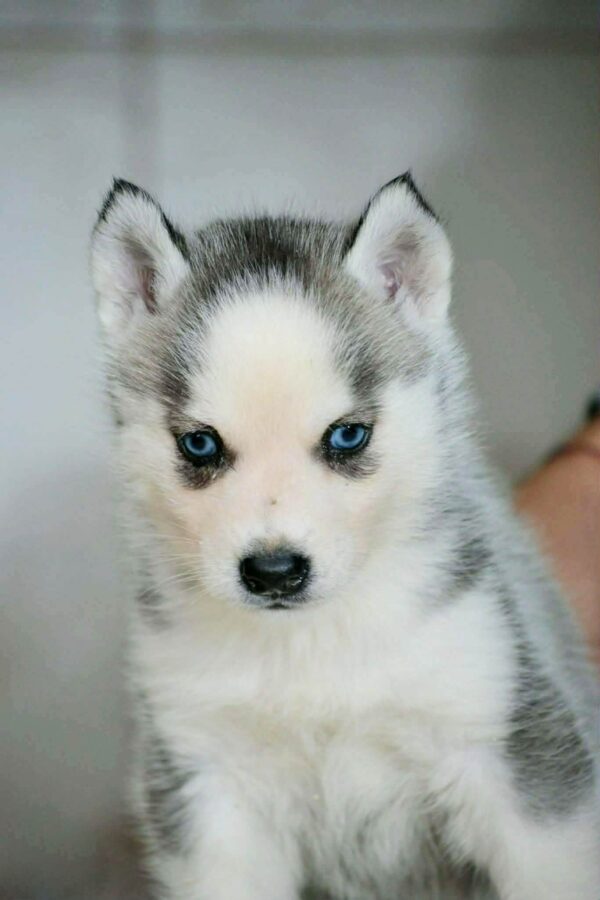 Torra Siberian Husky Torra Siberian Husky