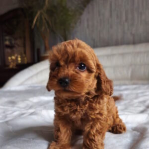 Trina Toy Poodle