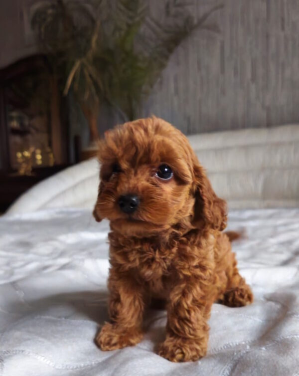 Trina Toy Poodle Trina Toy Poodle