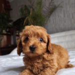 Trina-female-toy-poodle-puppy-for-sale-1 (2)