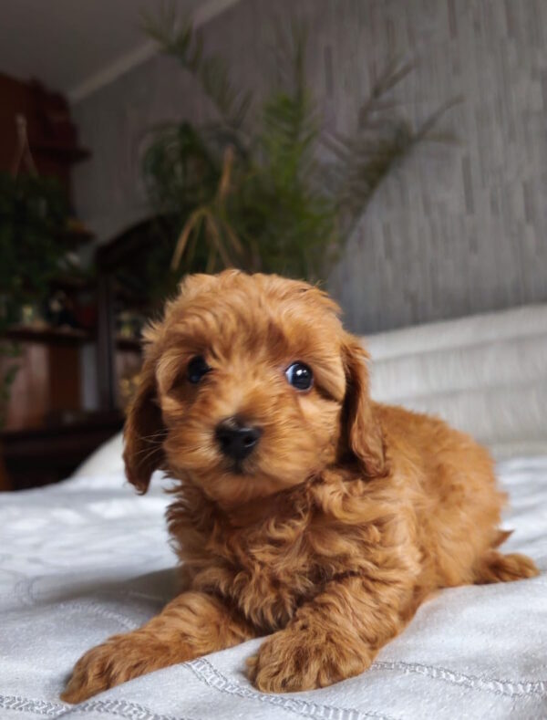 Trina Toy Poodle Trina Toy Poodle