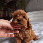 Trina-female-toy-poodle-puppy-for-sale-1 (3)