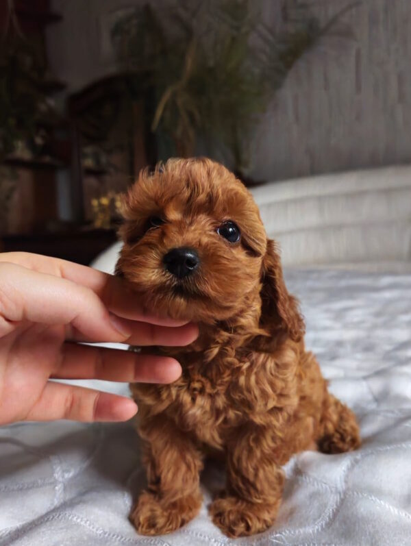 Trina Toy Poodle Trina Toy Poodle