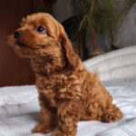 Trina-female-toy-poodle-puppy-for-sale-1 (4)