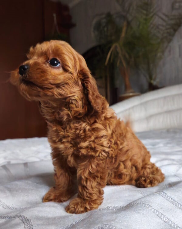 Trina Toy Poodle Trina Toy Poodle