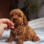 Jenny Toy Poodle