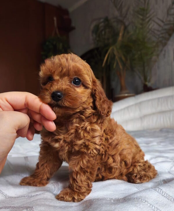 Trina Toy Poodle Trina Toy Poodle