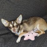 Triumf-male-Chihuahua-puppy-for sale-1