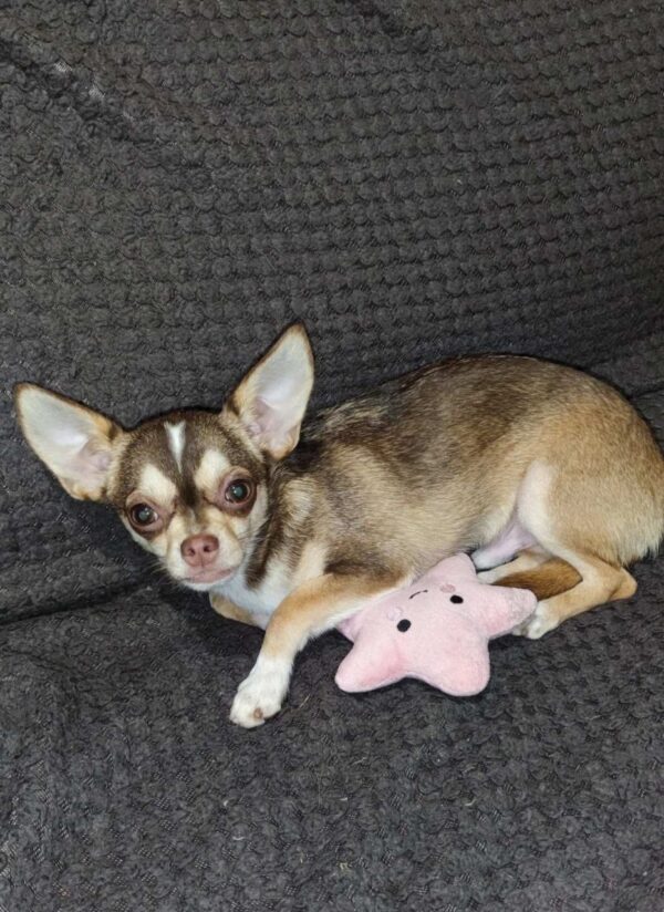 Triumf Chihuahua Triumf Chihuahua