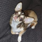 Triumf-male-Chihuahua-puppy-for sale-2
