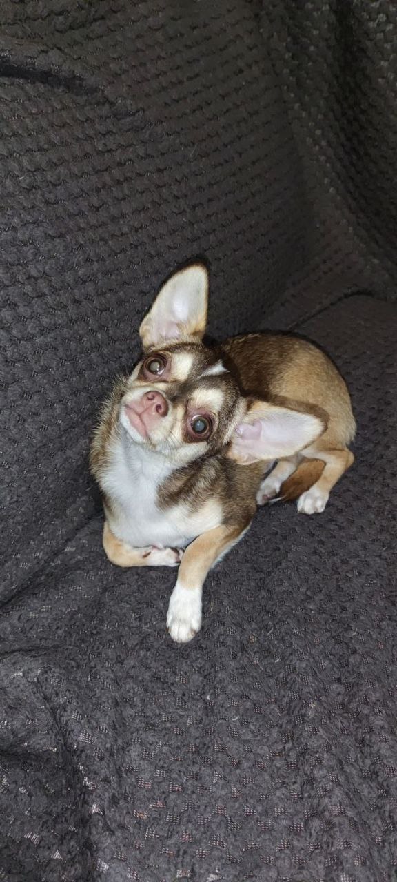 Triumf Chihuahua Triumf Chihuahua