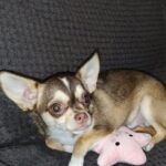 Triumf-male-Chihuahua-puppy-for sale-3