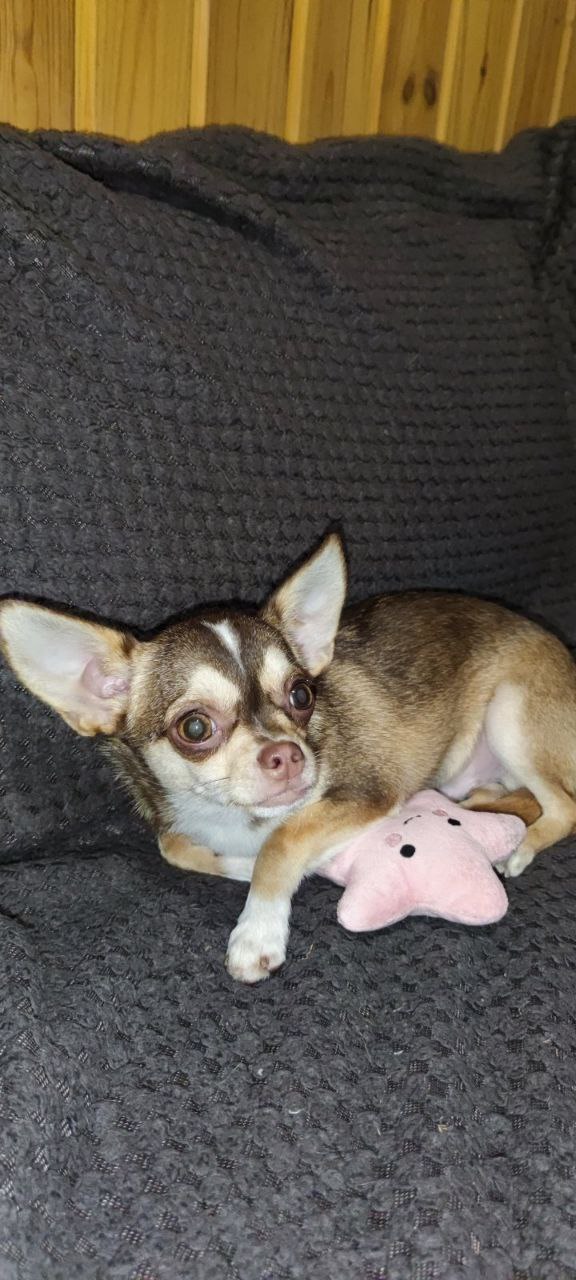 Triumf Chihuahua Triumf Chihuahua