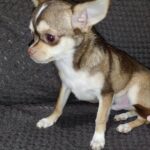 Triumf-male-Chihuahua-puppy-for sale-4