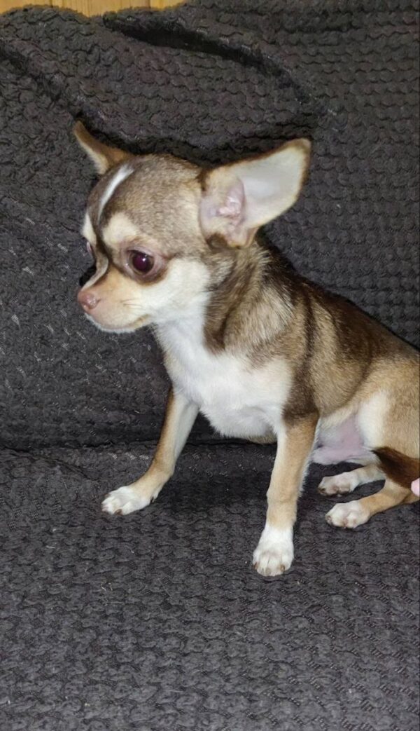 Triumf Chihuahua Triumf Chihuahua