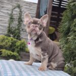 Trixie-female-french-bulldog-puppy-for-sale-1 (1)