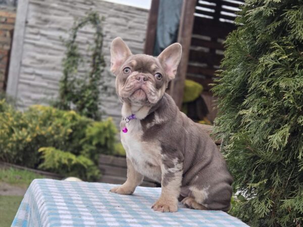 Trixie French Bulldog Trixie French Bulldog