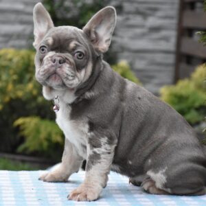 Trixie French Bulldog Trixie French Bulldog