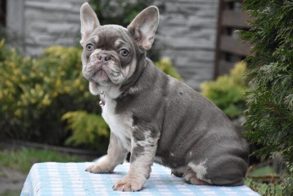 Trixie French Bulldog Trixie French Bulldog